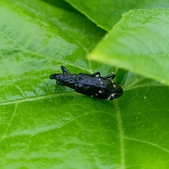 Peribleptus scalptus