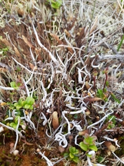 Thamnolia vermicularis