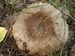 Russula densifolia