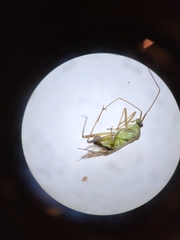 Adelphocoris lineolatus