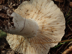Russula densifolia