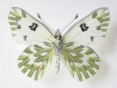Pontia chloridice