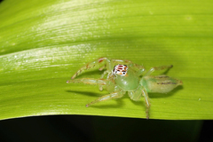 Mopsus mormon