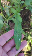 Cirsium arvense integrifolium