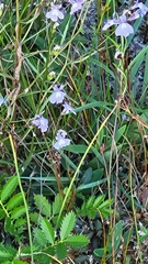 Lobelia kalmii