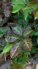 Parthenocissus quinquefolia