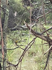 Eopsaltria australis