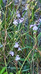 Lobelia kalmii