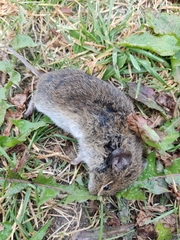 Apodemus sylvaticus