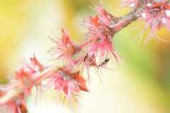 Aphis fabae