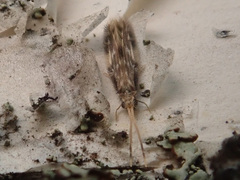 Hydroptilidae