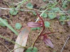 Cyrtostylis robusta