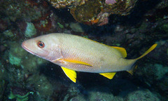 Lutjanus monostigma
