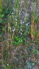 Lobelia kalmii