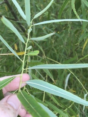 Salix caroliniana