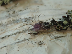 Drapetisca socialis
