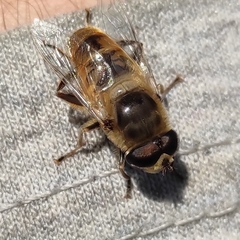 Eristalis tenax