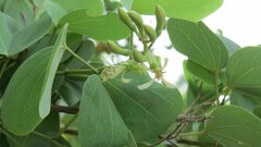 Bauhinia racemosa