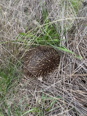 Tachyglossus aculeatus