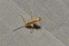 Macrocentrinae