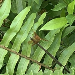 Neurothemis fluctuans