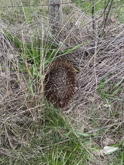 Tachyglossus aculeatus