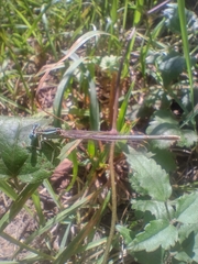 Platycnemis pennipes