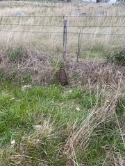 Tachyglossus aculeatus