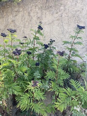 Sambucus ebulus