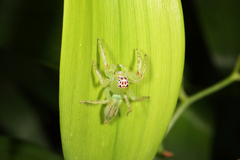 Mopsus mormon