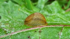 Arion vulgaris