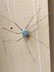 Opilio parietinus