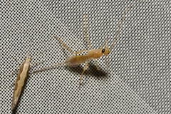 Macrocentrinae