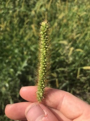 Setaria pumila