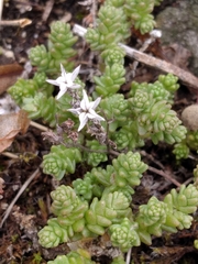 Sedum acre