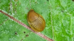 Arion vulgaris