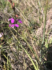 Polygala garcinii