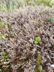 Cladonia rangiferina