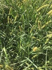 Setaria pumila