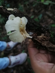 Favolus brasiliensis