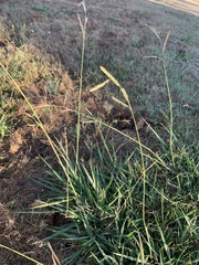 Paspalum dilatatum