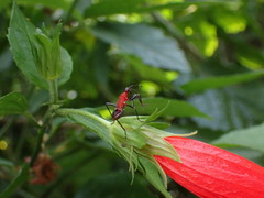 Dindymus sanguineus