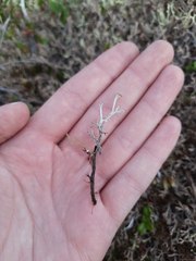 Cladonia rangiferina