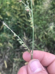 Echinochloa crus-galli