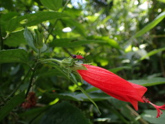Dindymus sanguineus