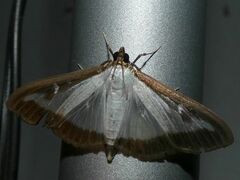 Cydalima perspectalis