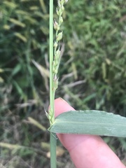 Echinochloa crus-galli