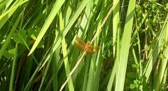 Neurothemis fluctuans