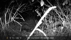 Tachyglossus aculeatus