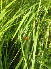 Neurothemis fluctuans